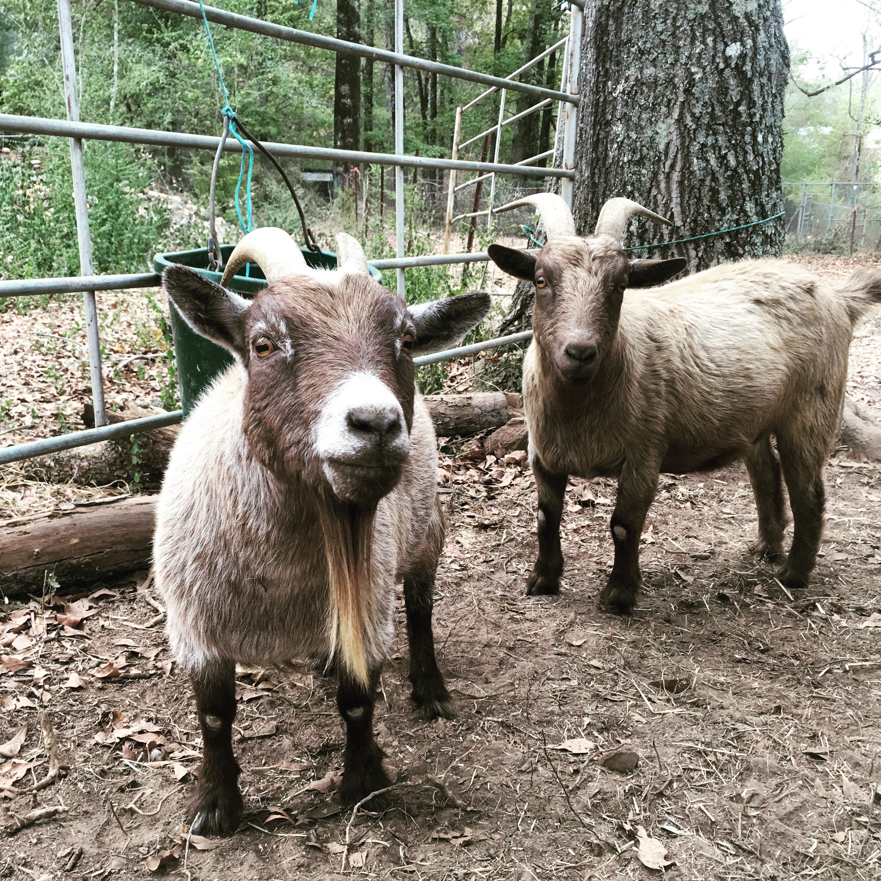 Non-verbal Communication & Expression Awareness