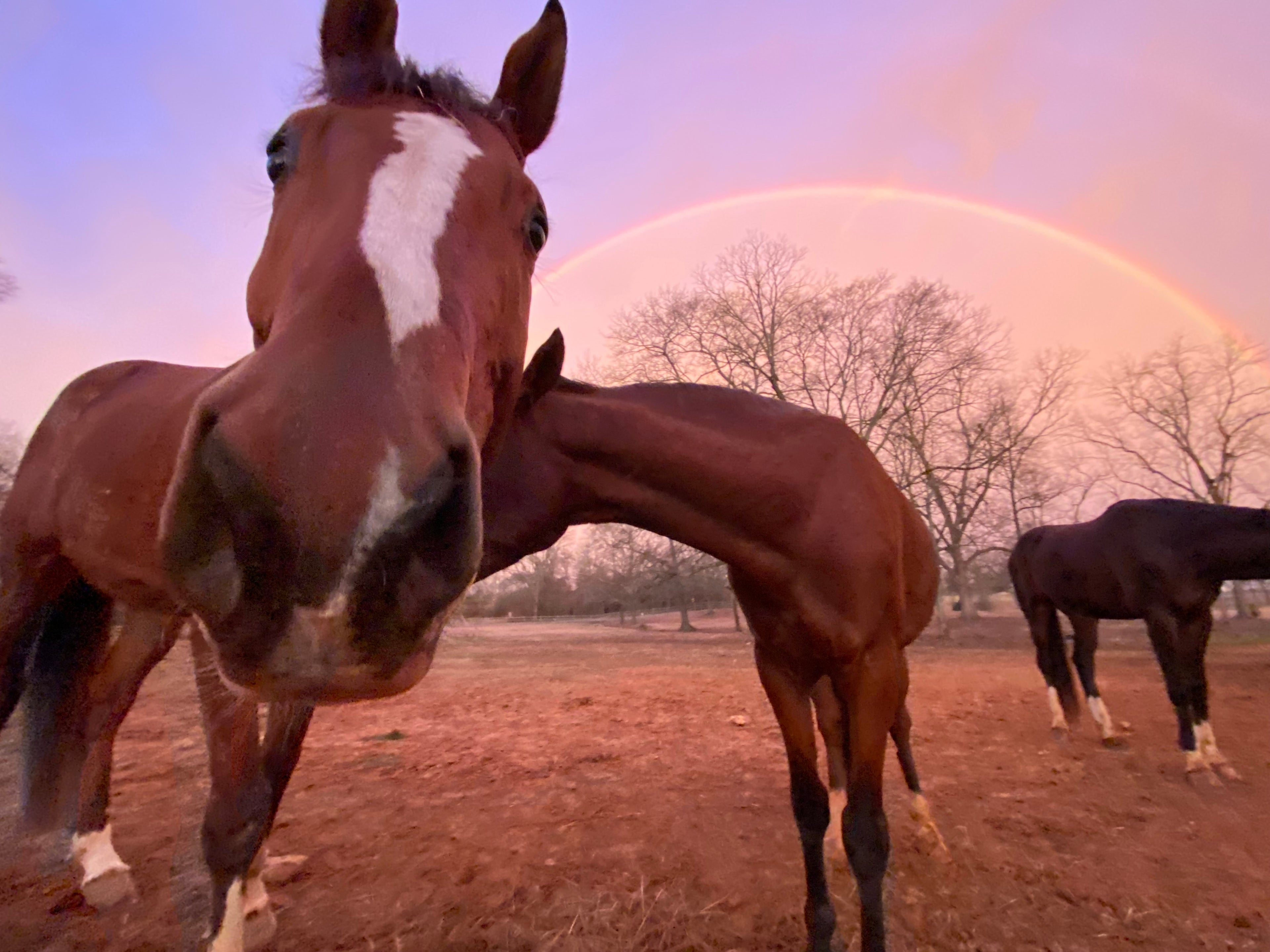 Storytelling With Horses